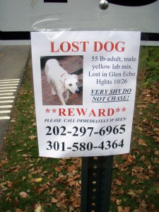 lost dog